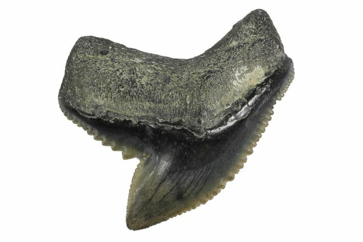 Fossil Tiger Shark (Galeocerdo) Tooth - Aurora, NC #179047